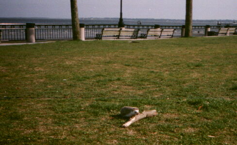 Murray plays with wood at Waterfront Park.jpg (36088 bytes)